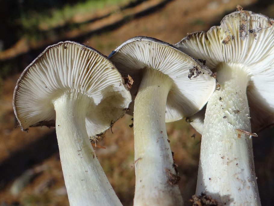 Рядовка Осиновая Tricholoma frondosae