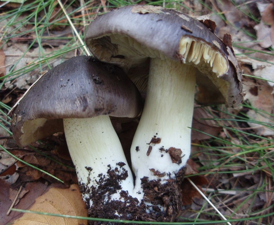 Рядовка пятнистая (Tricholoma pessundatum)
