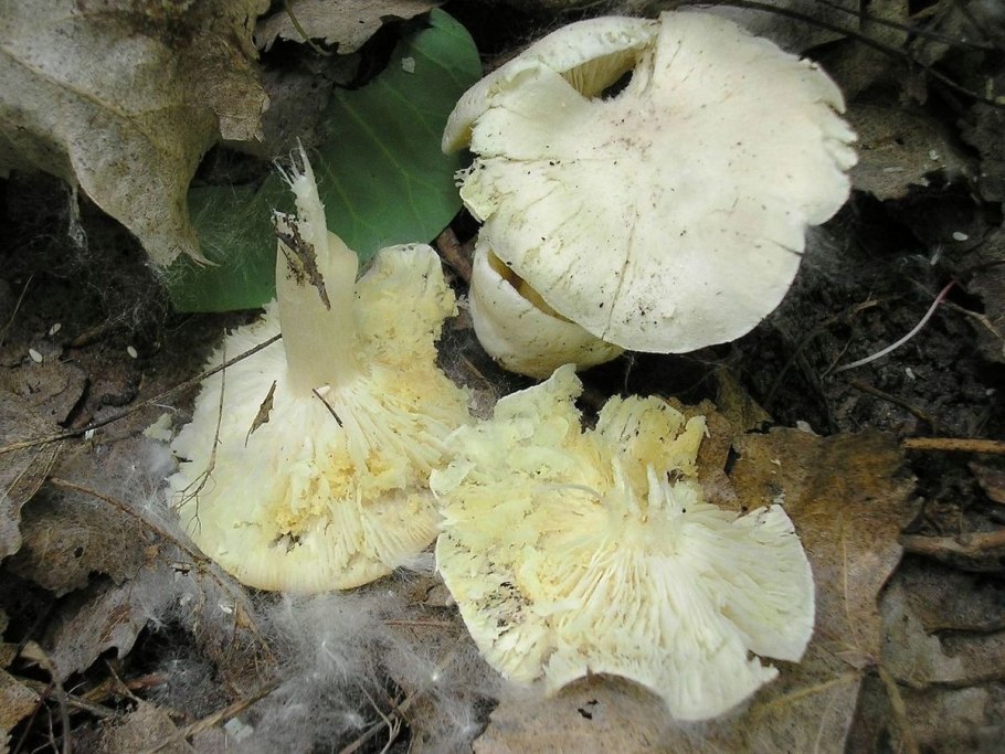 Рядовка коричневая Tricholoma imbricatum