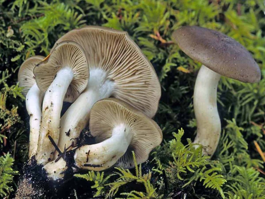 Рядовка тигровая Tricholoma pardinum