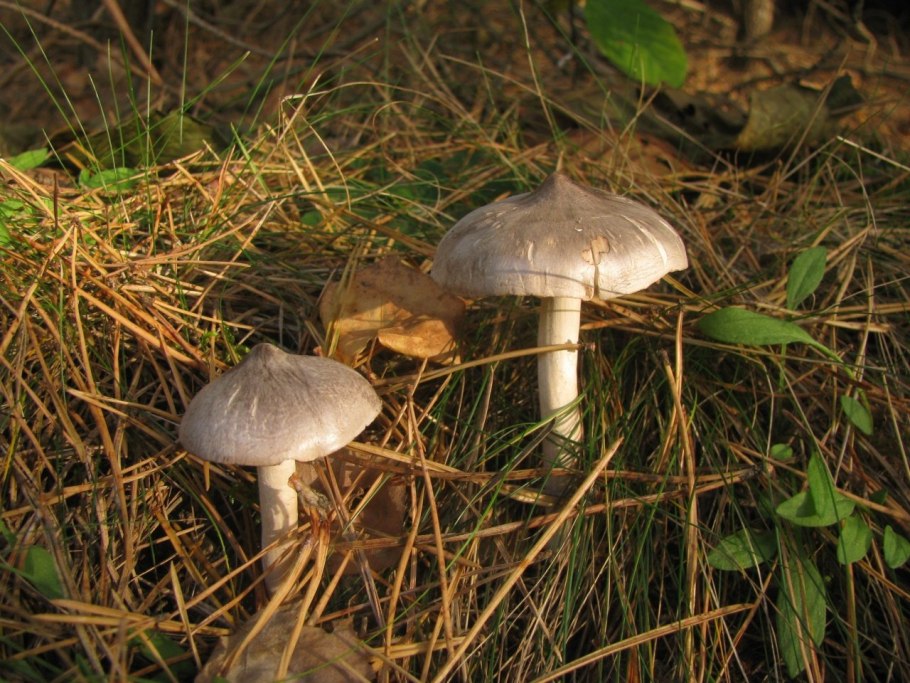 Грибы Лесные рядовка