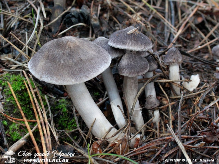 Мицена полосатоножковая (Mycena polygramma)