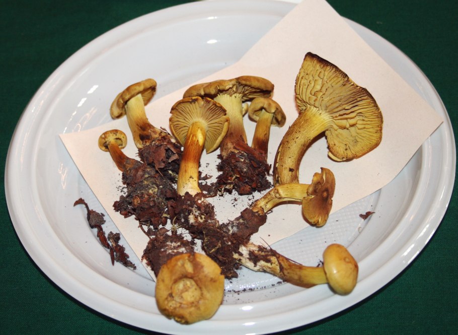 Рядовку землисто-серую (Tricholoma terreum)