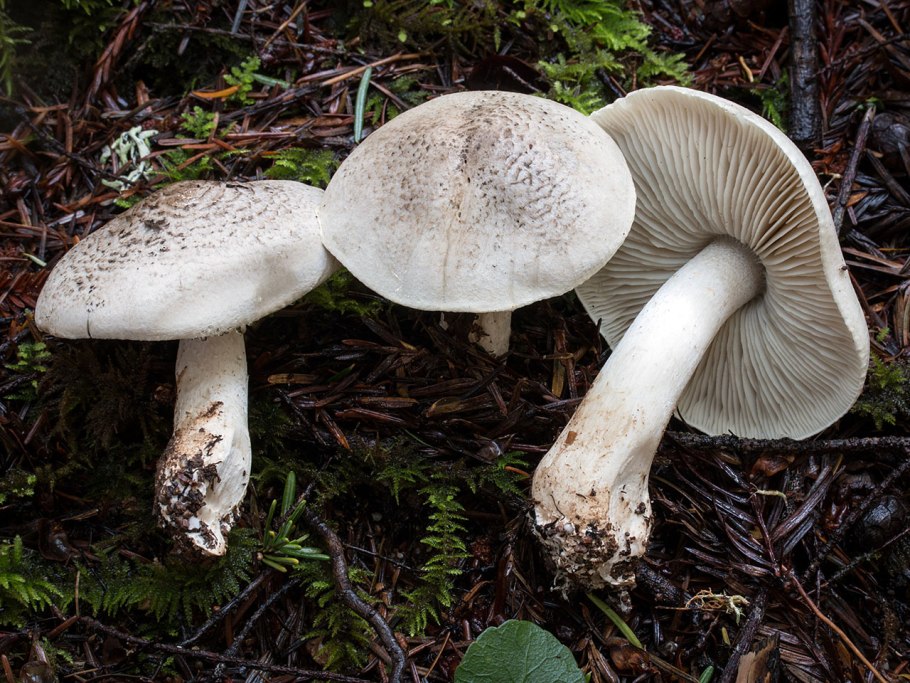 Рядовка мыльная Tricholoma saponaceum