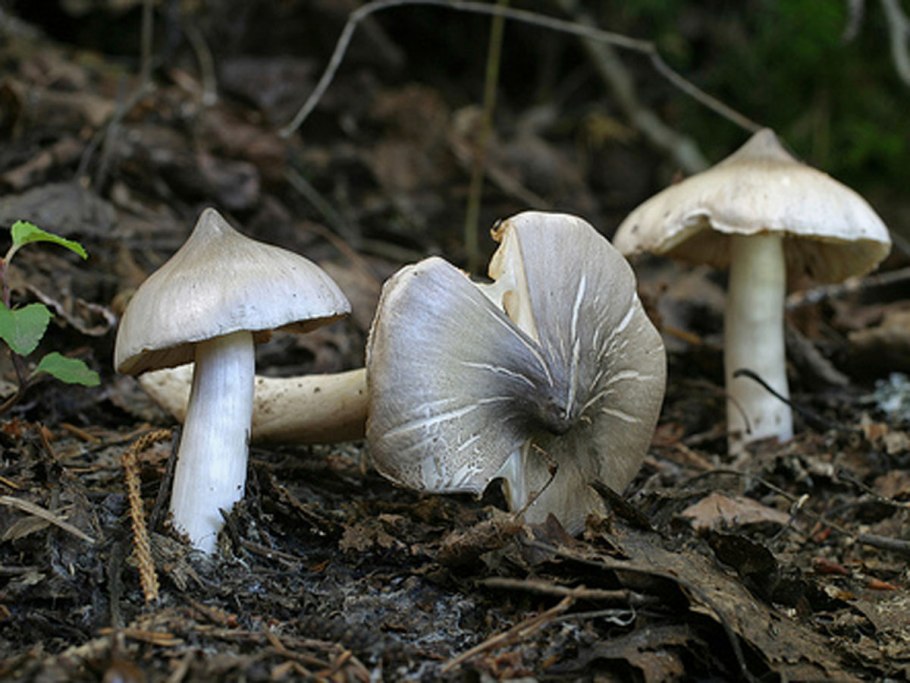Рядовка заостренная Tricholoma virgatum.