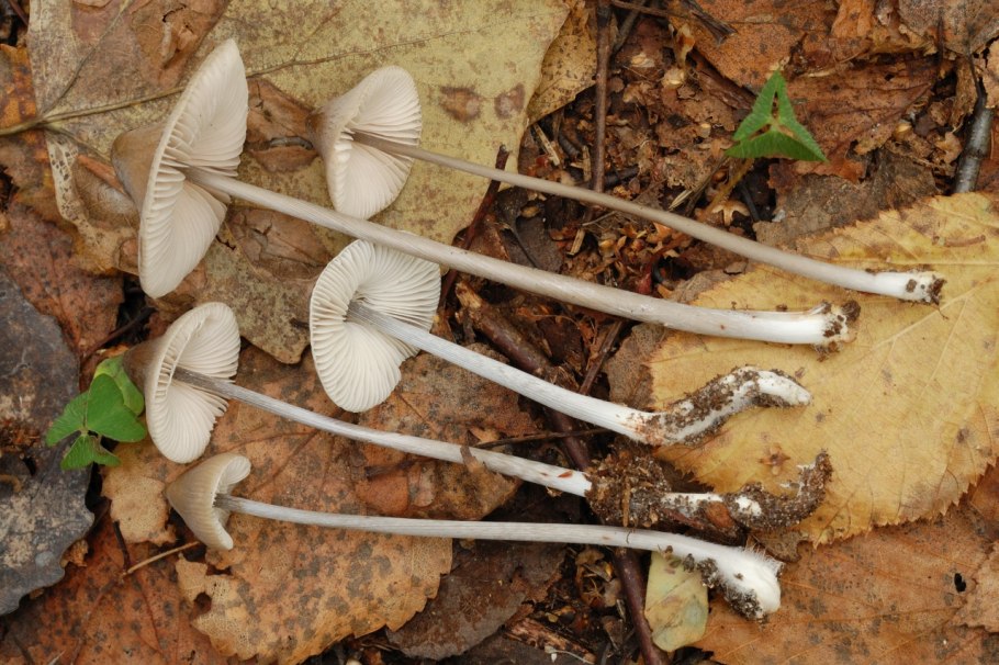 Рядовка заостренная Tricholoma virgatum.