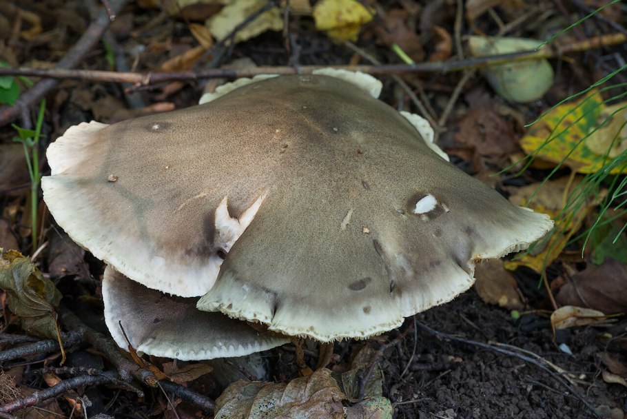 Рядовка серая Tricholoma portentosum.