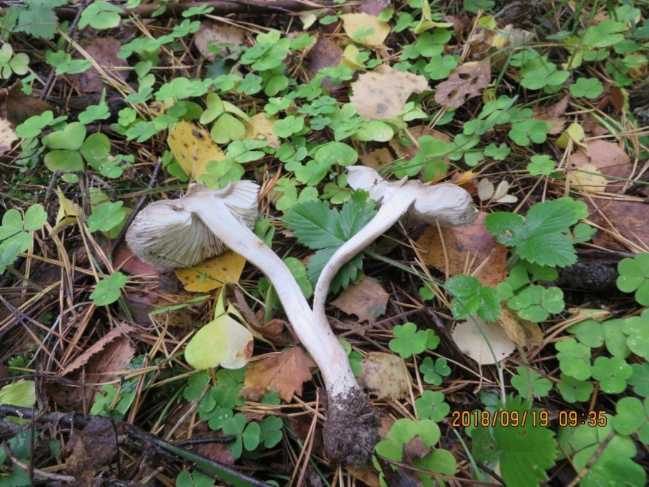 Рядовка землистая Tricholoma terreum