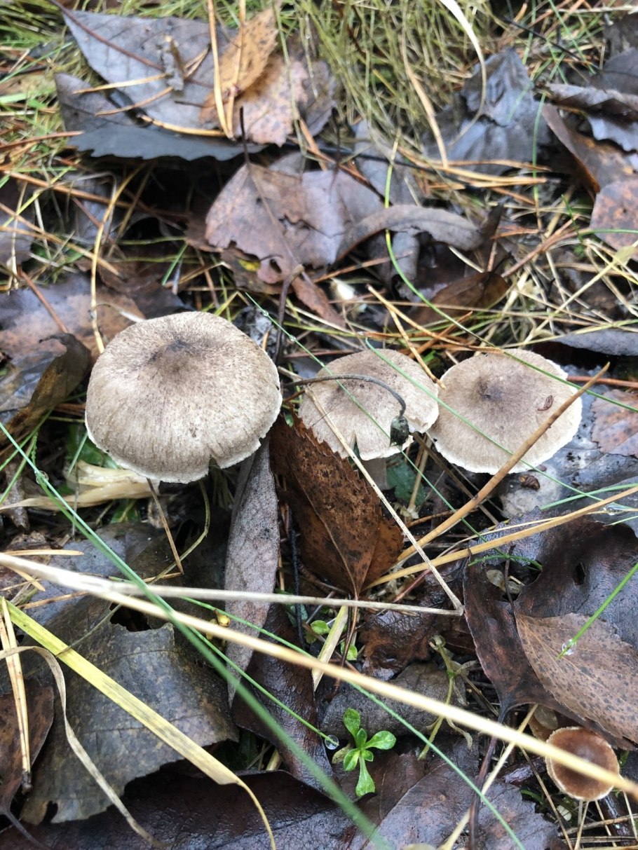 Рядовка ядовитая (Tricholoma pardinum)