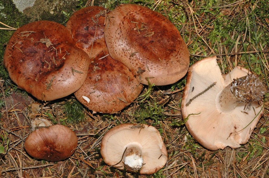 Рядовку землисто-серую (Tricholoma terreum)