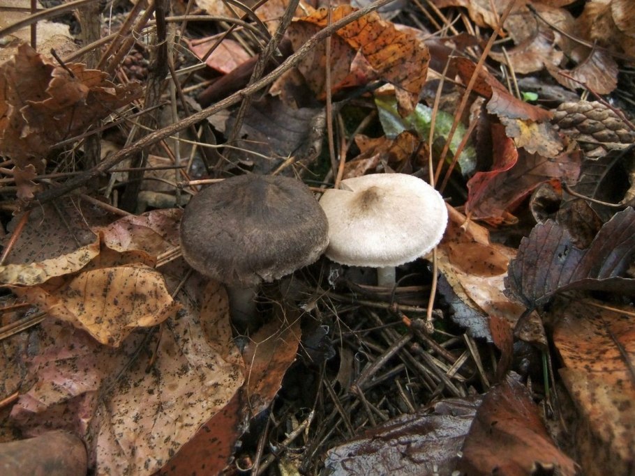 Рядовка штриховатая (Tricholoma portentosum).