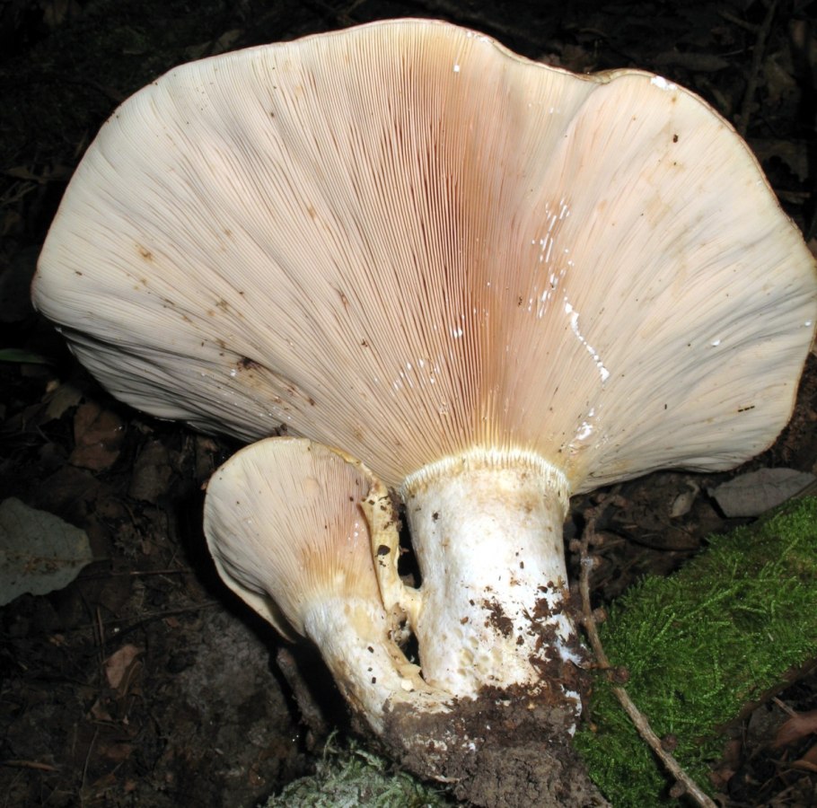 Осиновый груздь (Lactarius controversus)