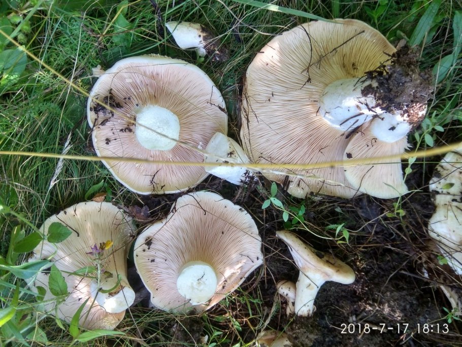 Королевский груздь