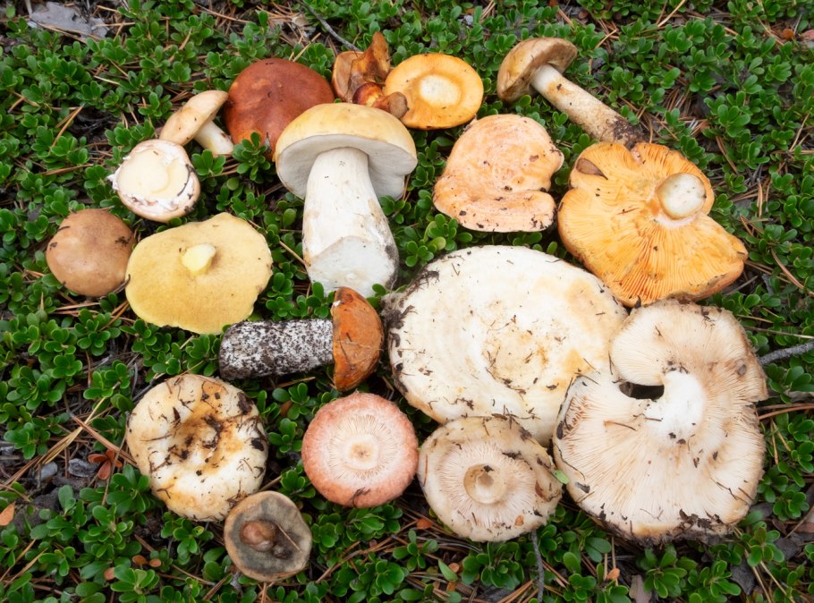 Гриб белый груздь