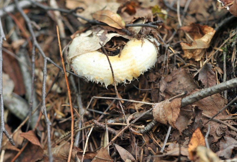 Правский груздь