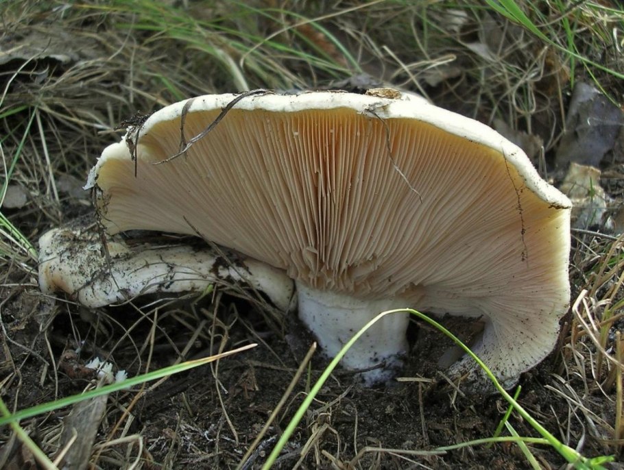 Осиновый груздь (Lactarius controversus)