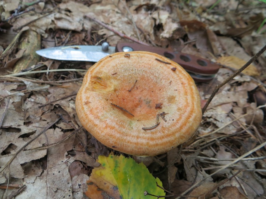 Грибы маслята и лисички