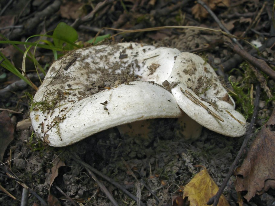 Груздь осиновый