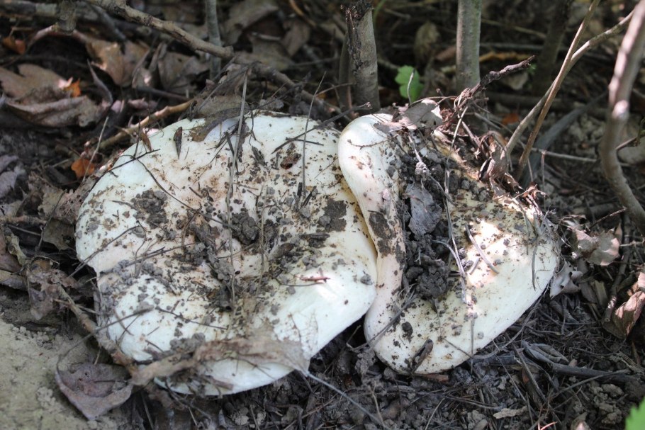 Сайт грибников Великий Новгород