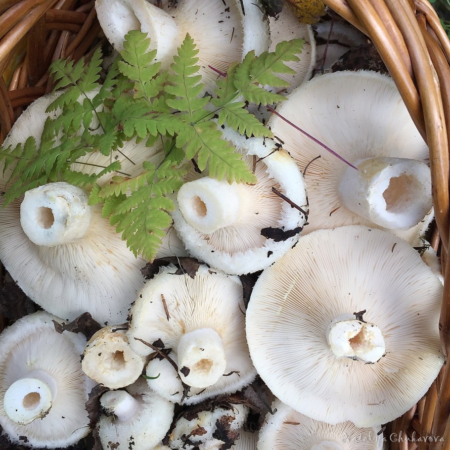 Осиновый груздь (Lactarius controversus)