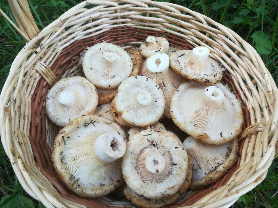 Груздь водянистозоновый (Lactarius aquizonatus) о нем