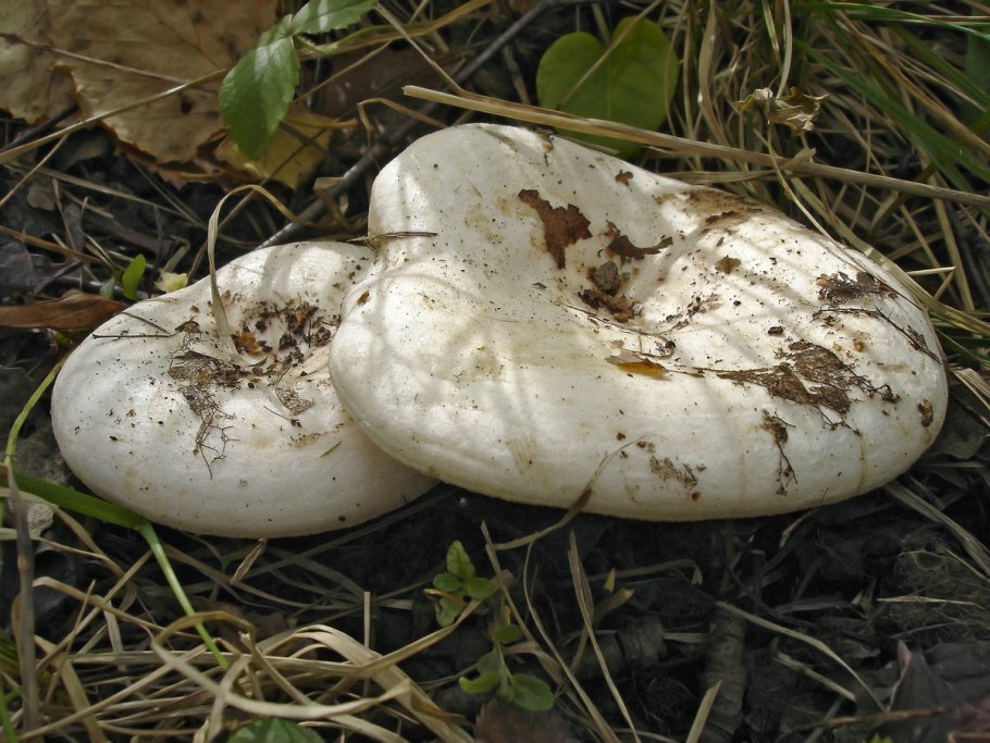 Груздь осиновый (Lactarius controversus pers.)