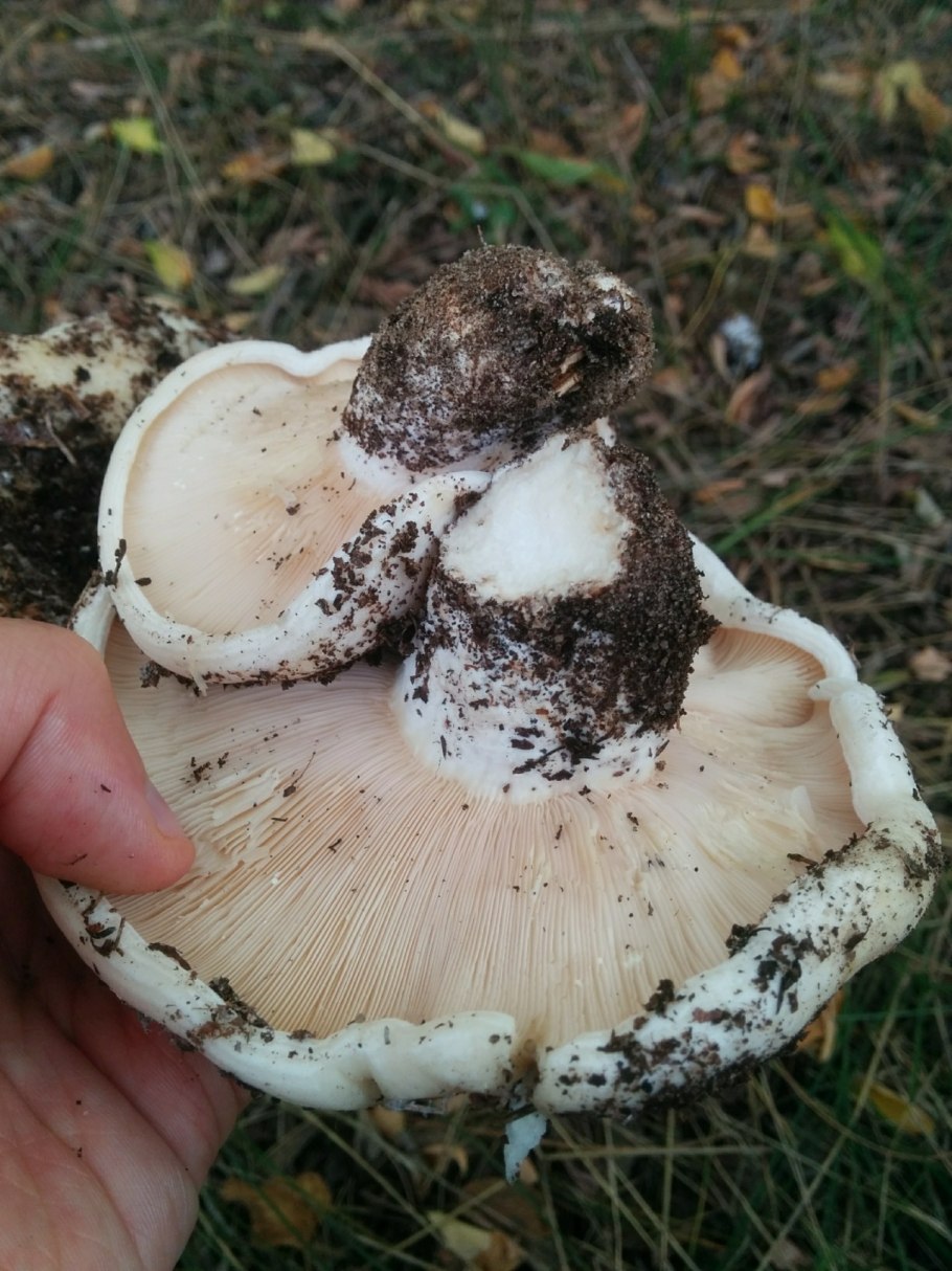 Осиновый груздь (Lactarius controversus)