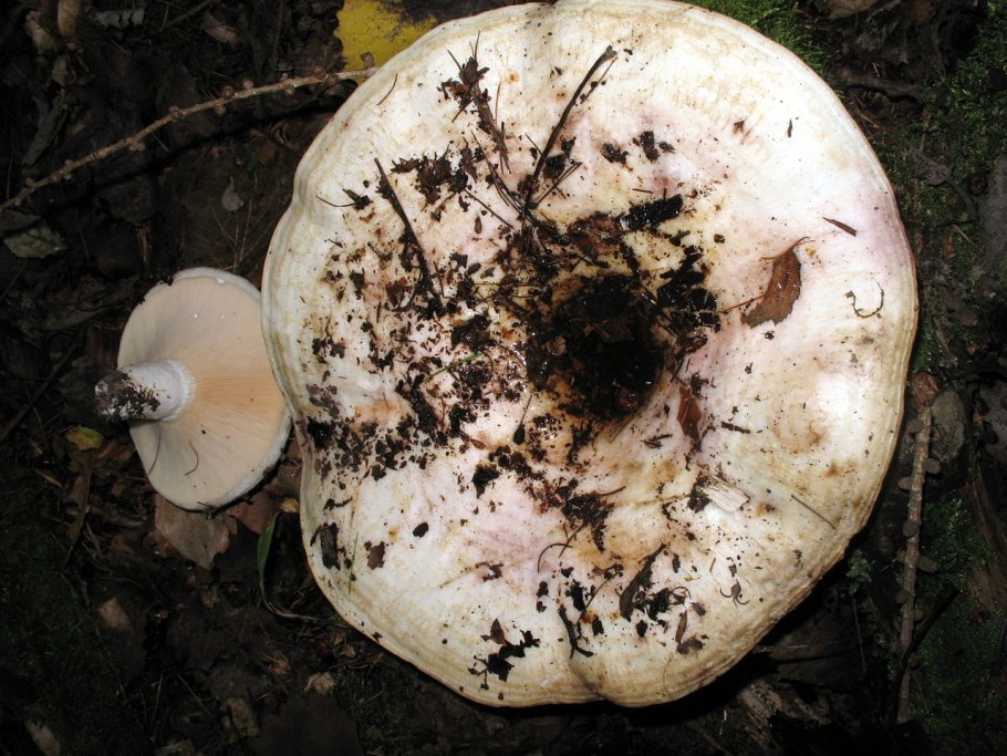 Груздь подосиновик