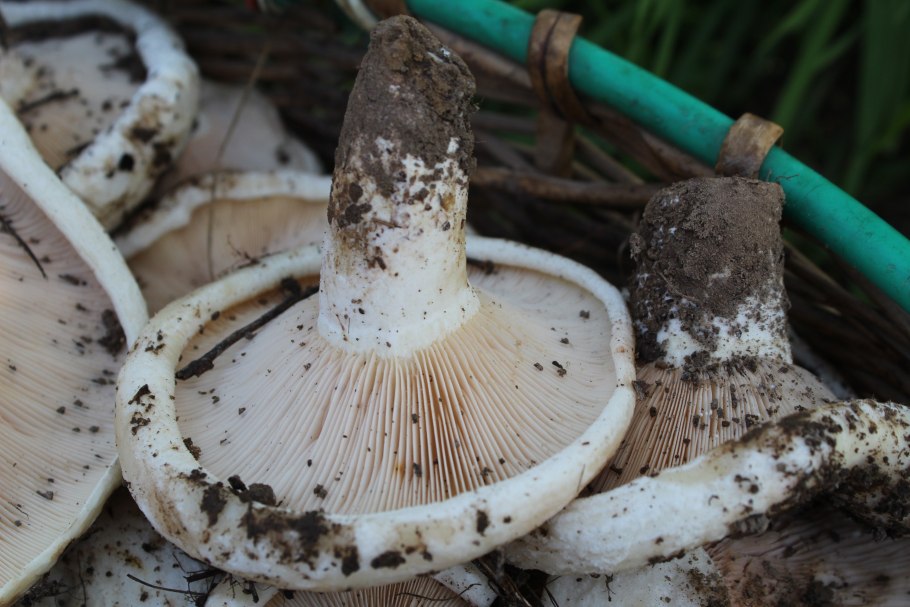 Осиновый груздь (Lactarius controversus)