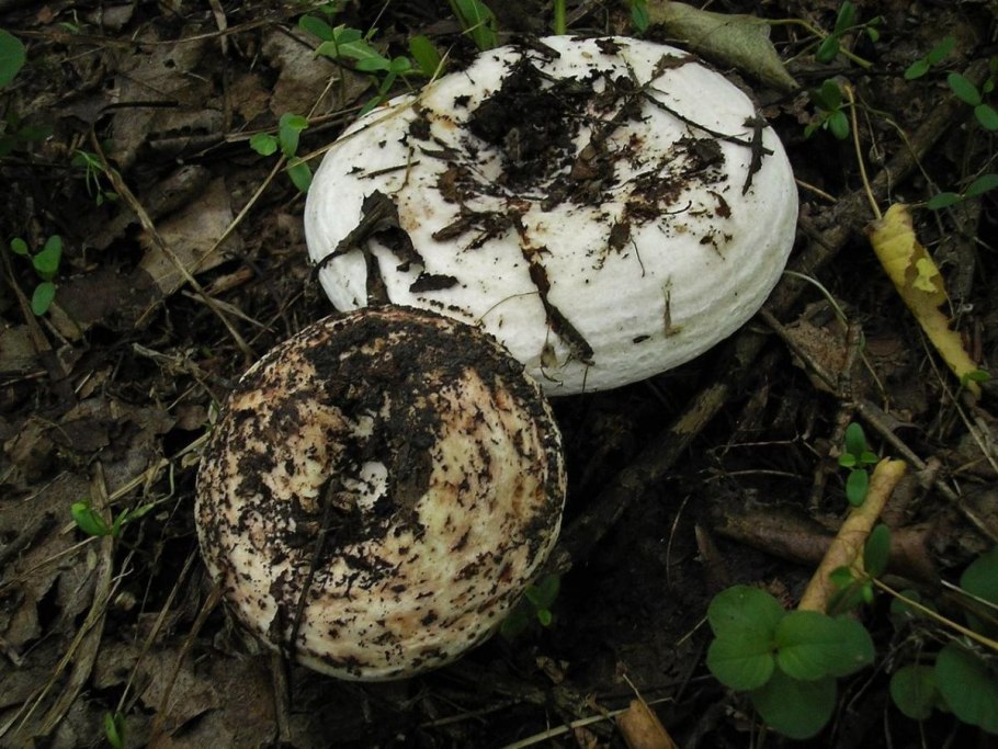 Гриб правский груздь