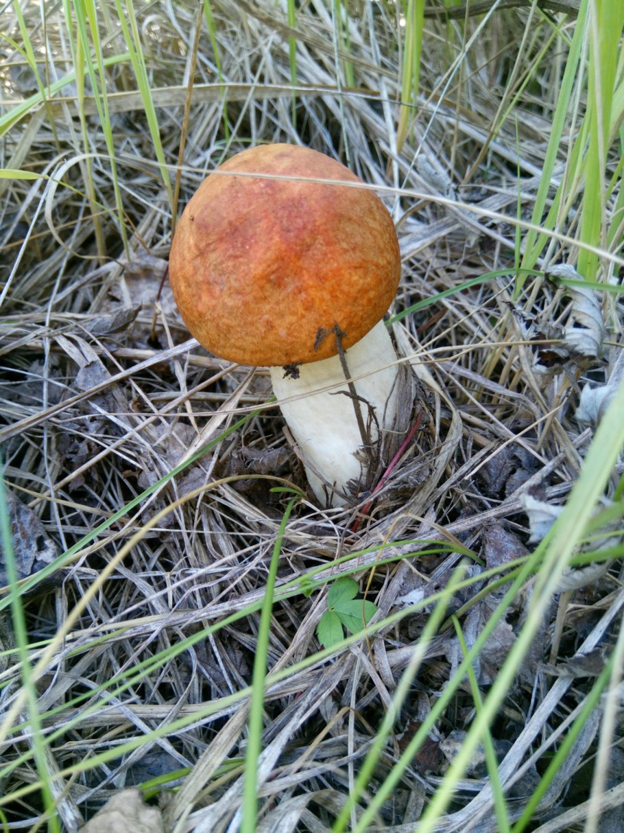 Груздь бахромистый Lactarius citriolens