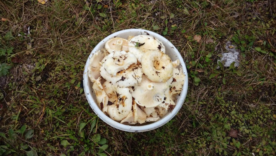 Грузди Таежные на тарелке