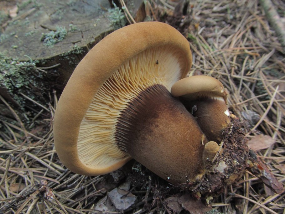 Свинушка тонкая Paxillus involutus