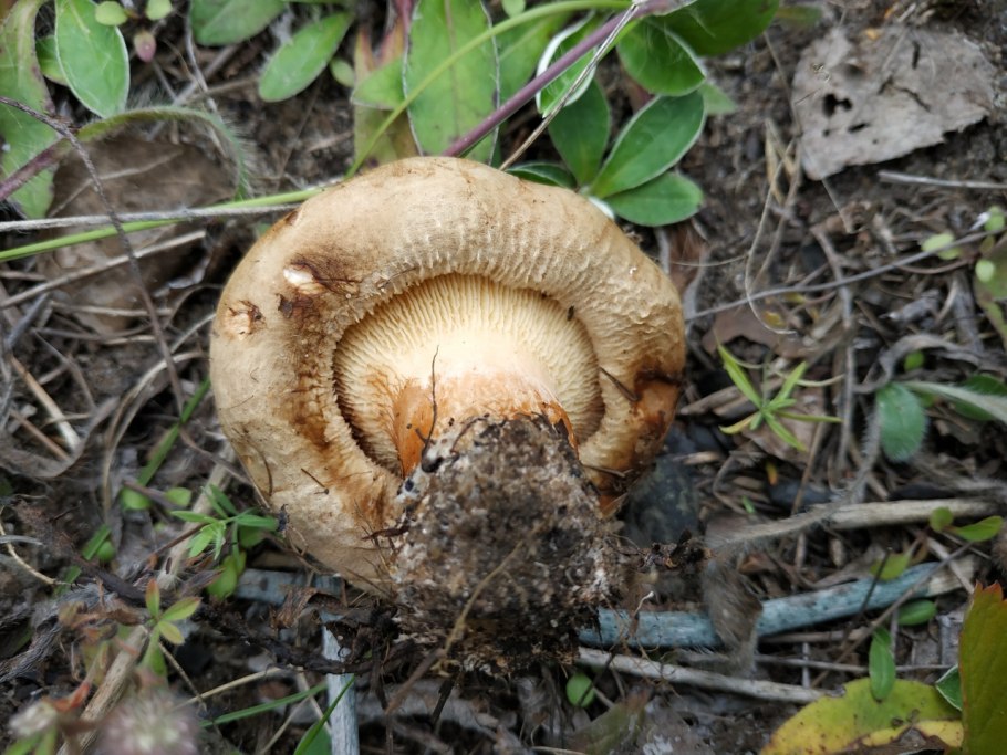 Свинушка Ольховая