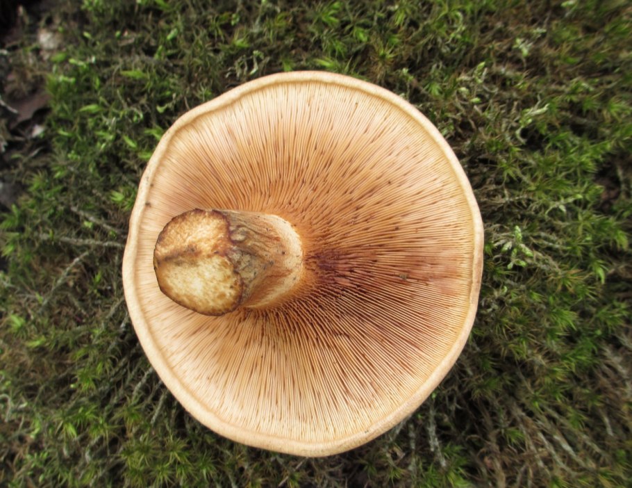 Гриб свинушка тонкая съедобные
