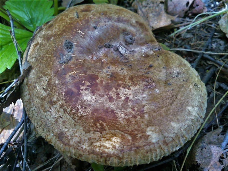 Свинушка paxillus rubicundulus