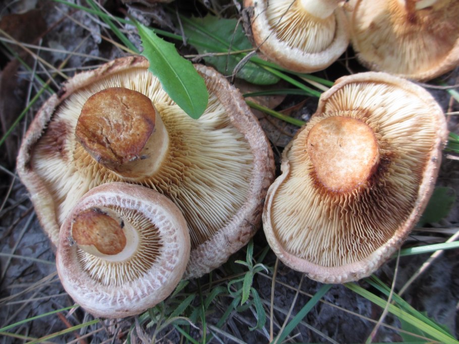 Свинушка Paxillus rubicundulus