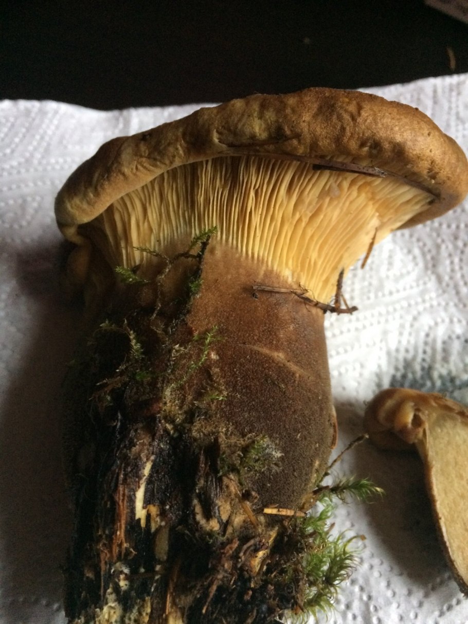 Свинушка млечник