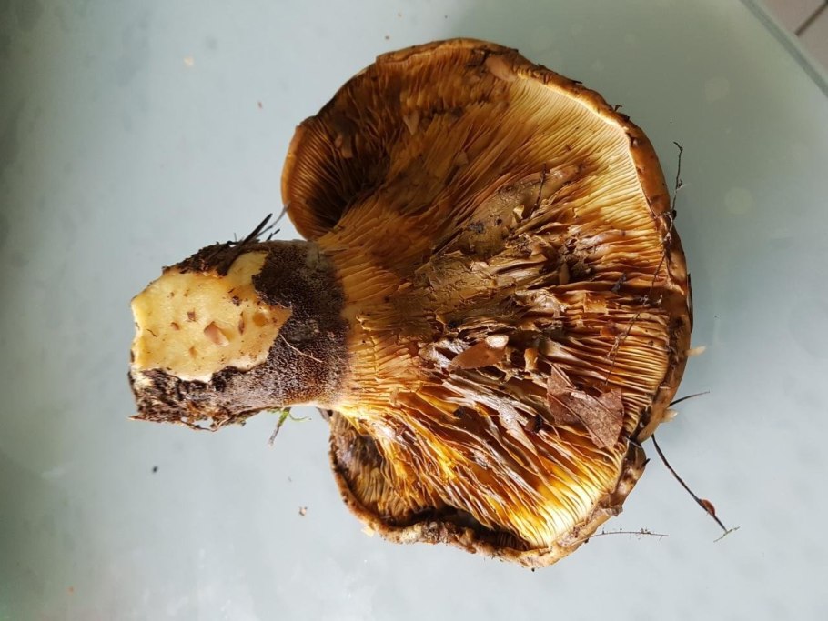 Гриб свинушка коровяк