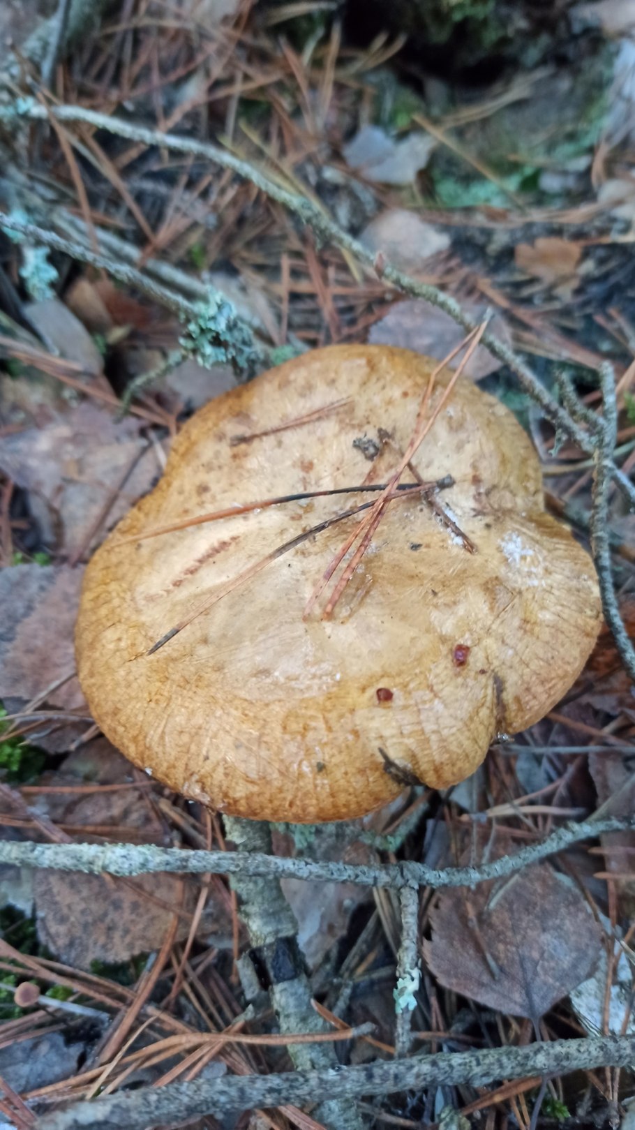 Свинушка тонкая Paxillus involutus
