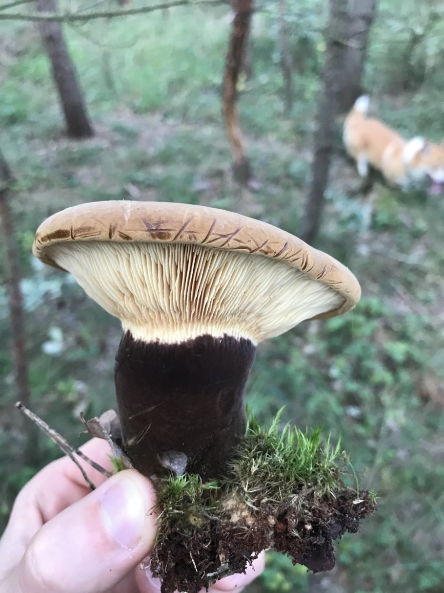 Гриб свинушка