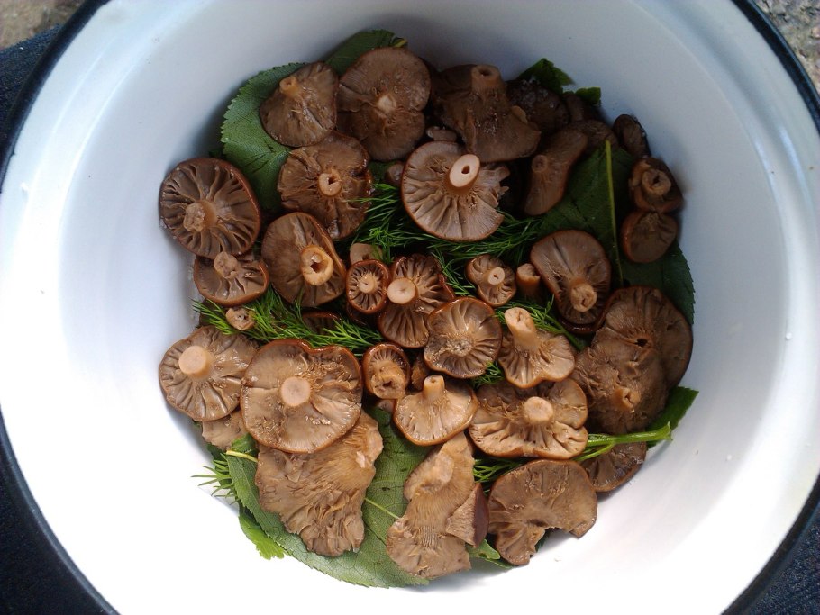 Горькушки грибы