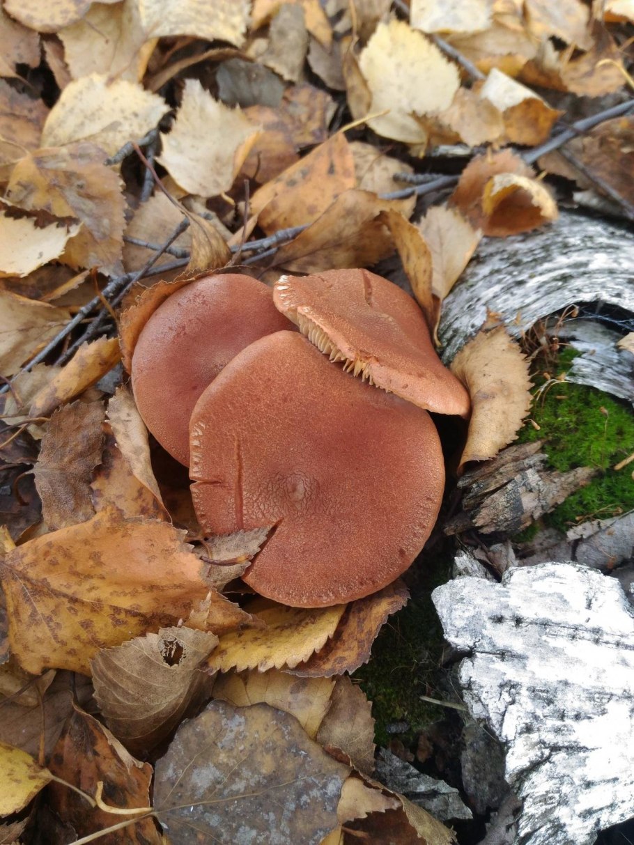 Lactarius Rufus горькушка