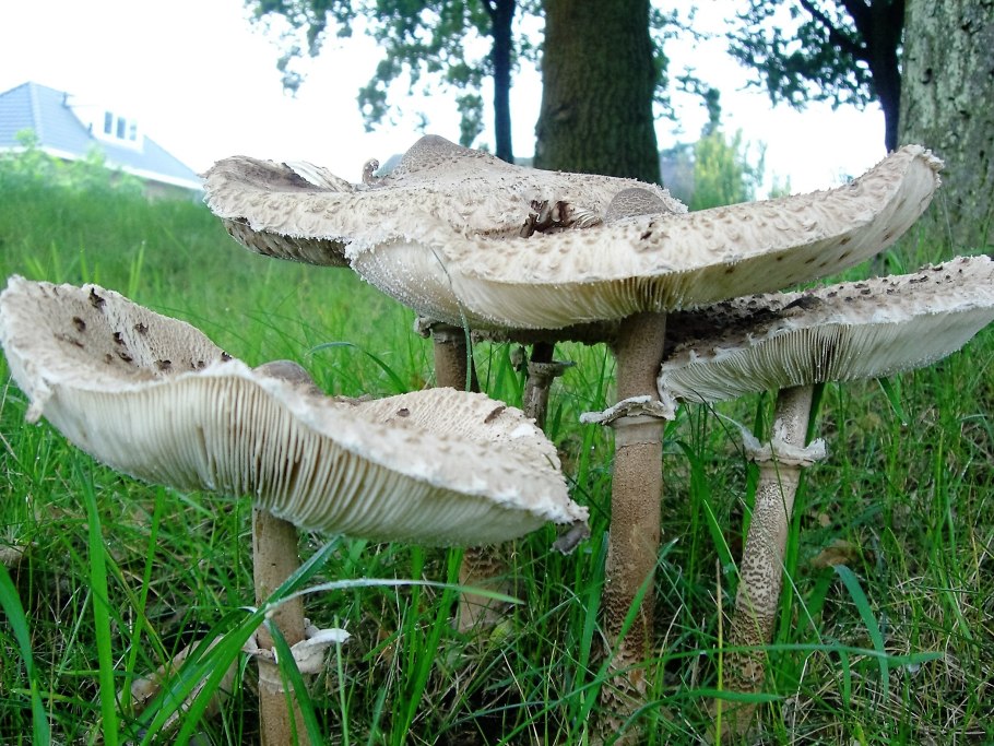 Volvariella bombycina