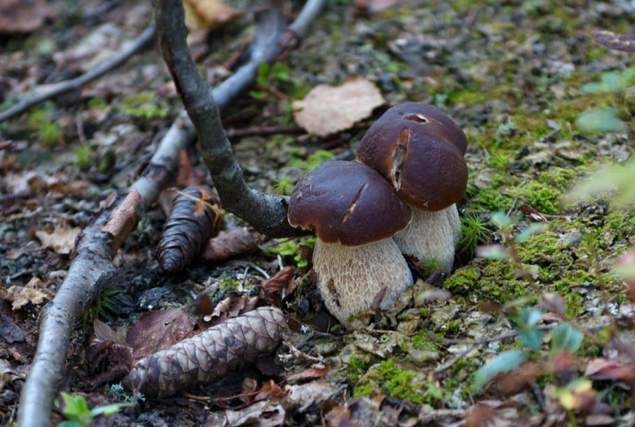 Грибы на Северном Урале