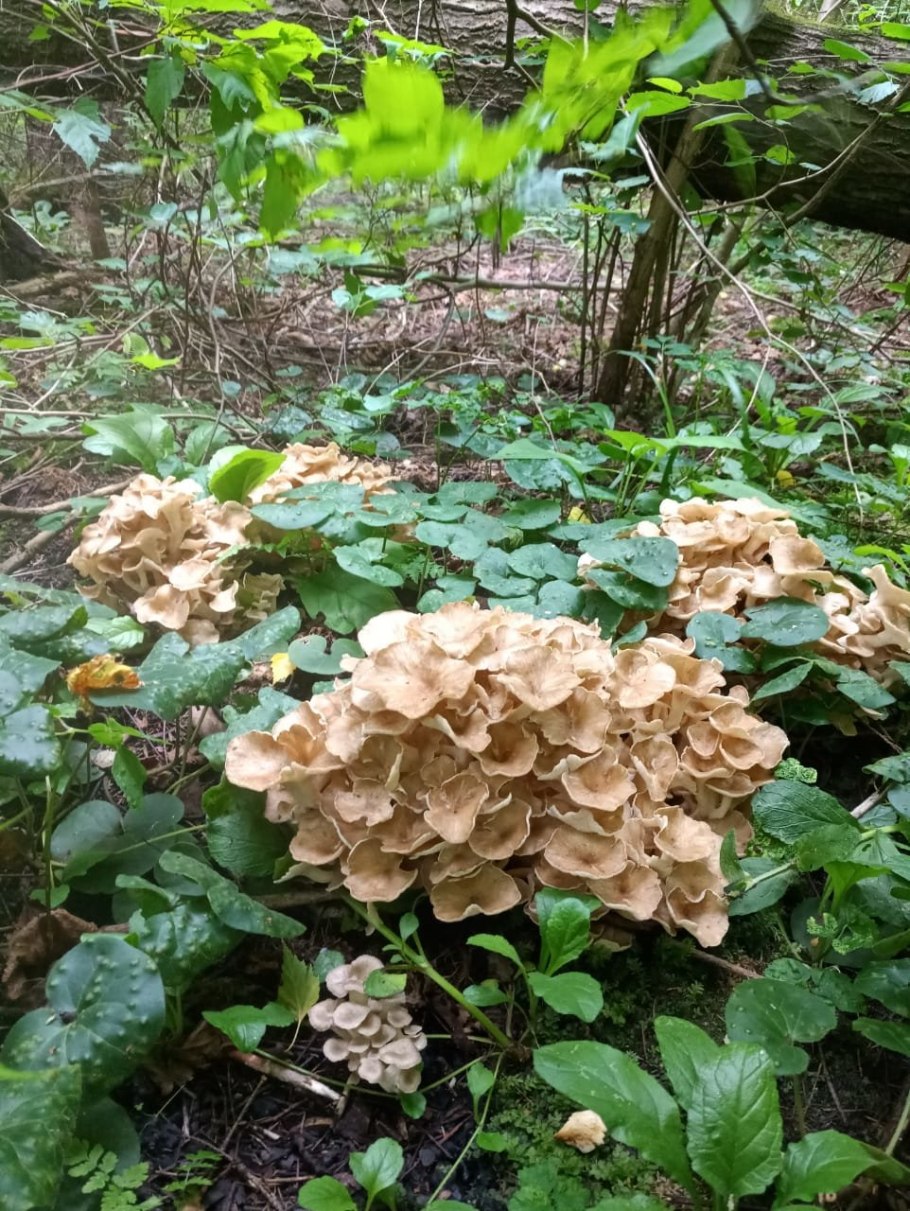 Гриб Болетин азиатский