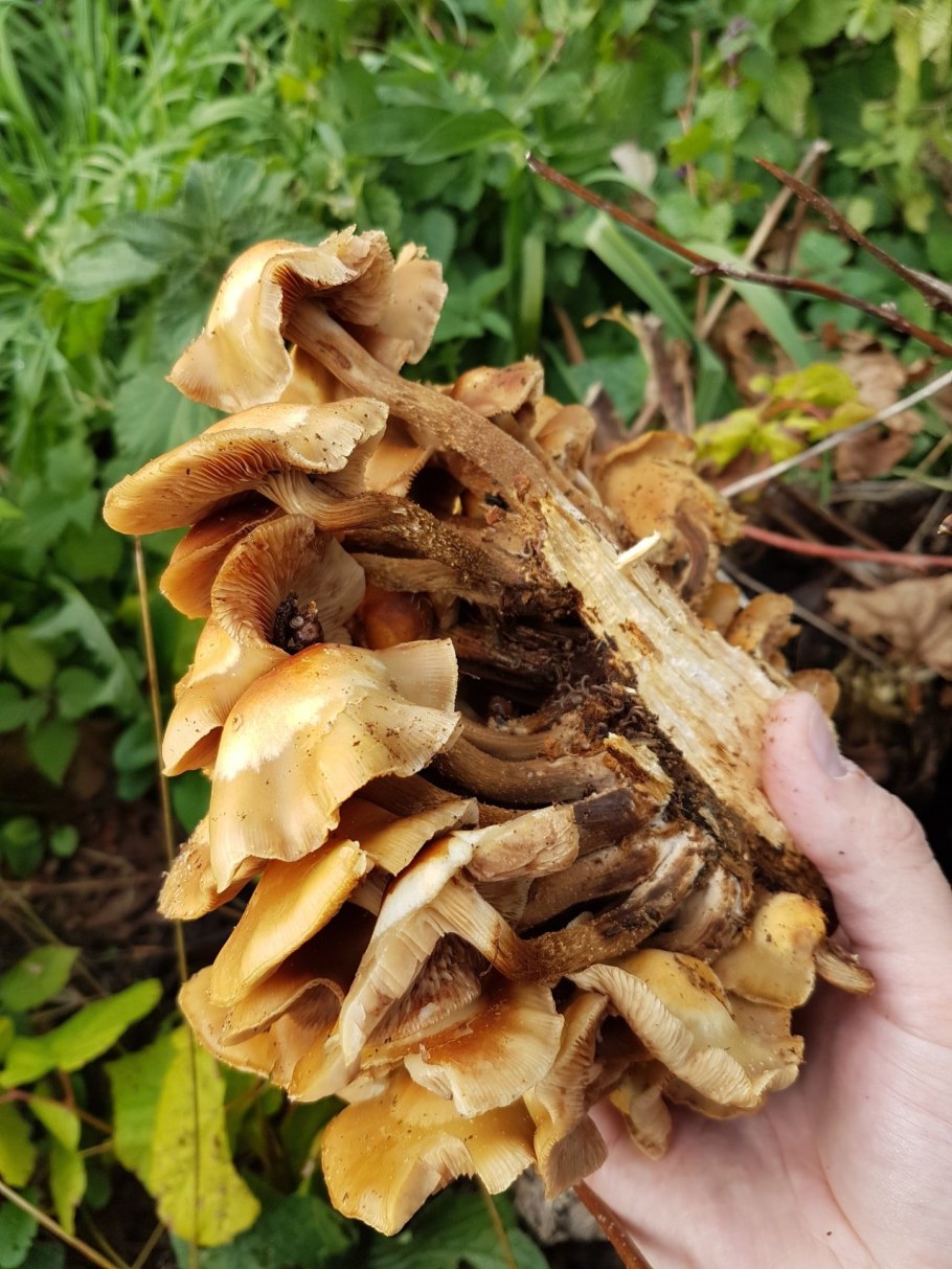 Опята на пне съедобные