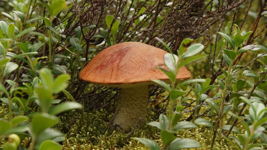 Гриб красавчик фото