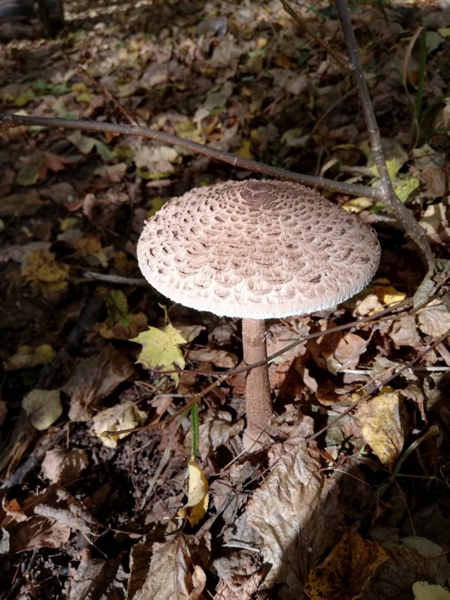 Зонтик пёстрый macrolepiota procera