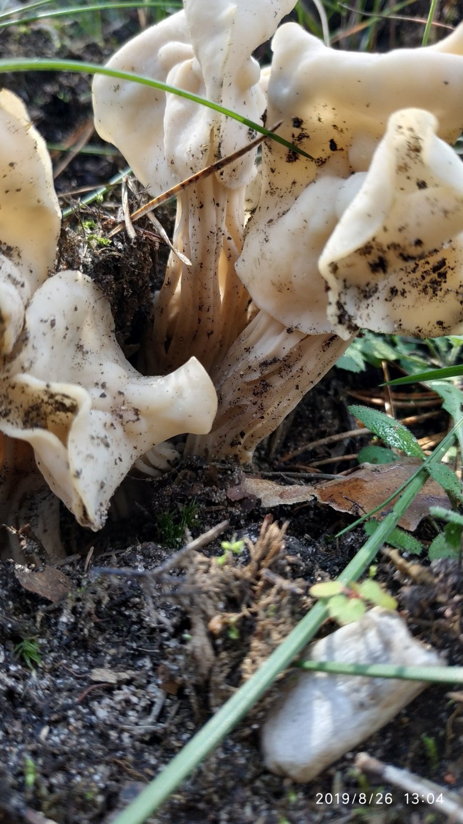 Лопастник курчавый